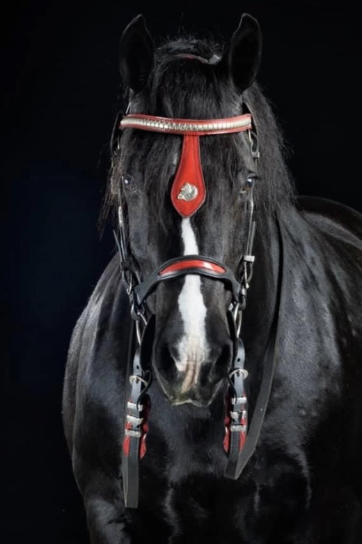 Ocala: Gypsy Gold Horse Farm Guided Walking Tour - Key things that make this farm walk worth your time