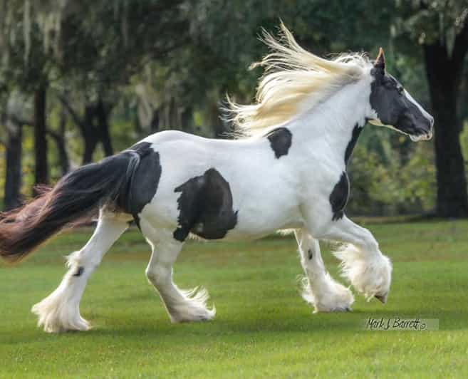 Ocala: Gypsy Gold Horse Farm Guided Walking Tour - Gypsy Gold Horse Farm: what you’re actually signing up for