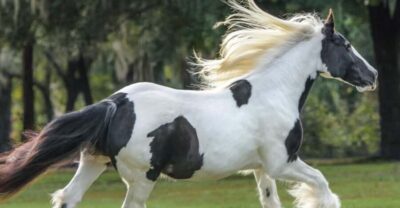 Ocala: Gypsy Gold Horse Farm Guided Walking Tour - The opening 10 minutes: Dennis Thompson and the Gypsy Vanner basics