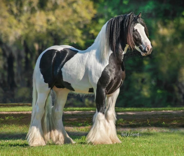 Ocala: Gypsy Gold Horse Farm Guided Walking Tour - The one detail that can change your mood: bring the right stuff