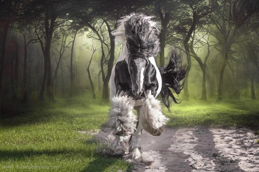 Ocala: Gypsy Gold Horse Farm Guided Walking Tour - Should you book the Ocala Gypsy Gold walking tour?
