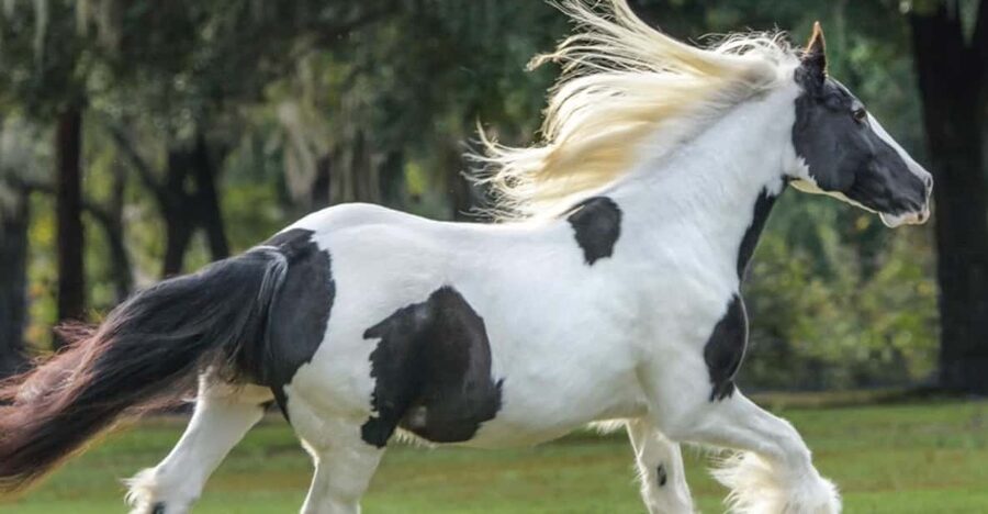 Ocala: Gypsy Gold Horse Farm Guided Walking Tour - The opening 10 minutes: Dennis Thompson and the Gypsy Vanner basics