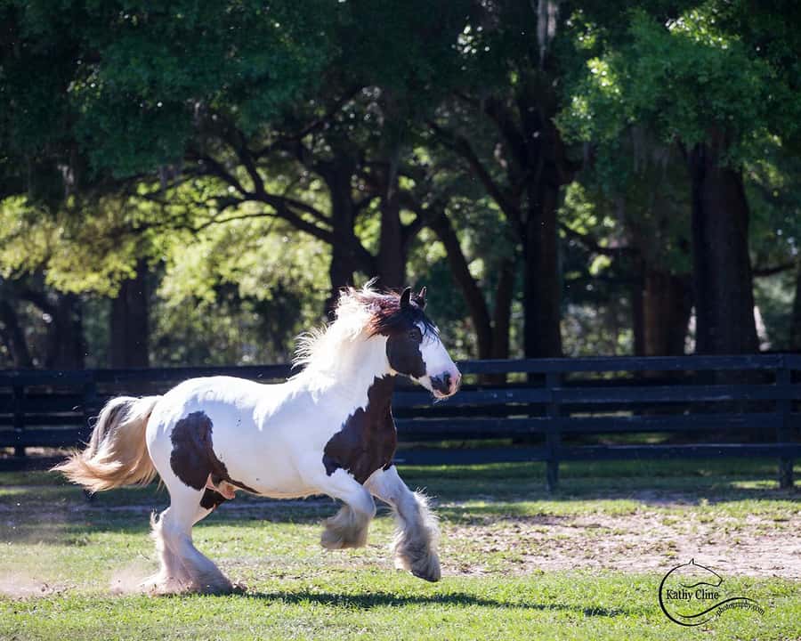 Ocala: Gypsy Gold Horse Farm Horses & History Tour - Key takeaways before you go