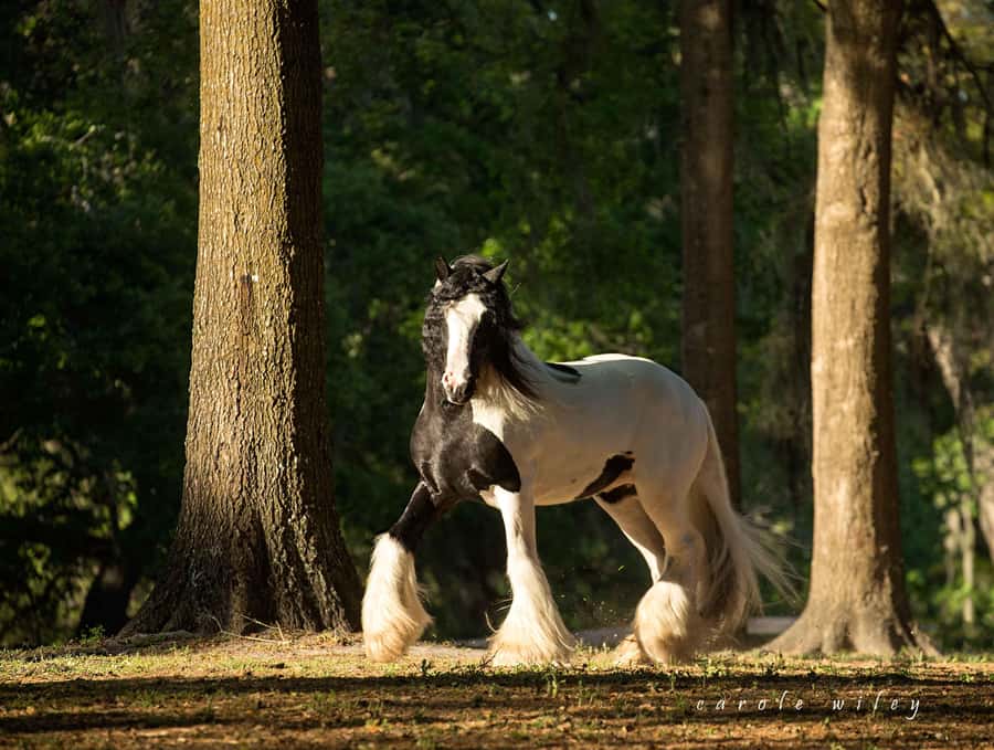 Ocala: Gypsy Gold Horse Farm Horses & History Tour - Why Gypsy Vanner Horses feel different the moment you arrive