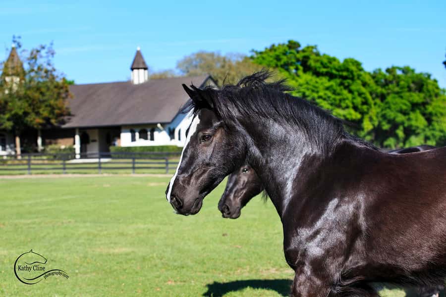 Ocala: Gypsy Gold Horse Farm Horses & History Tour - The tour flow that keeps you oriented (1 hour lecture, then meet the animals)
