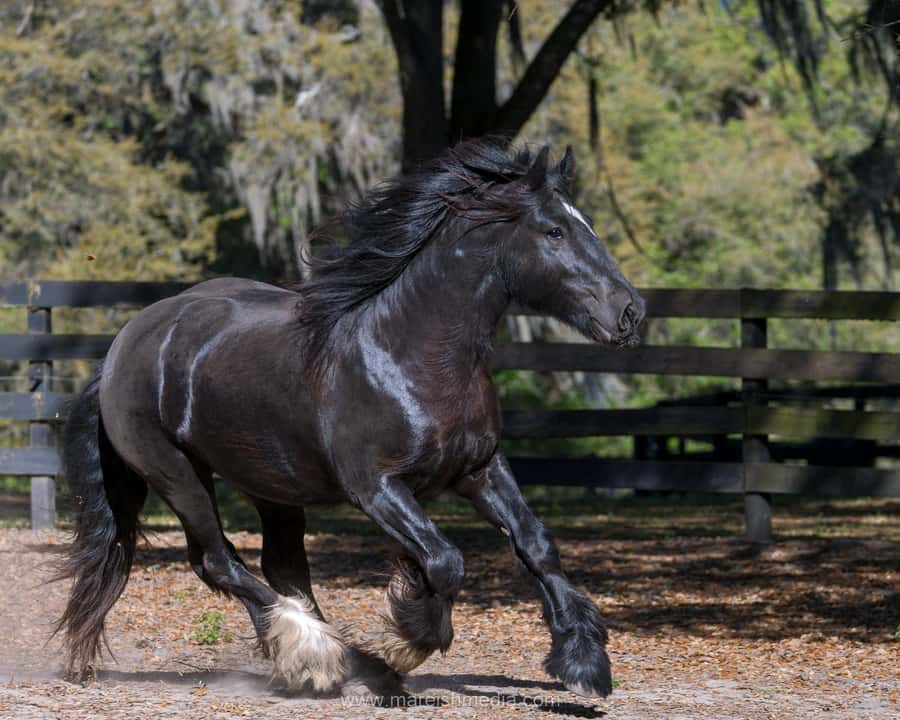 Ocala: Gypsy Gold Horse Farm Horses & History Tour - The 40-acre farm visit: where the story turns into real-world reality