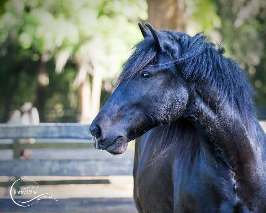Ocala: Gypsy Gold Horse Farm Horses & History Tour - Learning Gypsy culture without turning it into a costume