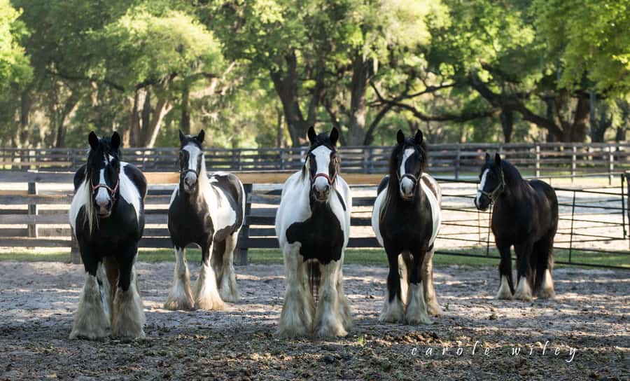 Ocala: Gypsy Gold Horse Farm Horses & History Tour - What you’ll get for $50: paying for structure, access, and meaning