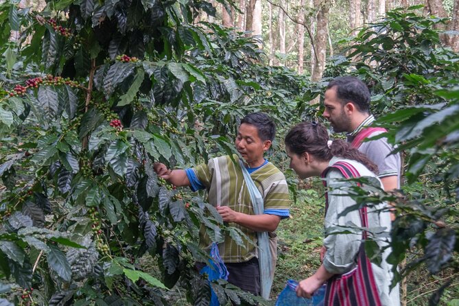Off the Map Chiang Mai Jungle Coffee Trek Roast and Brew - Planting for the Future: Coffee Tree Stewardship Up Close