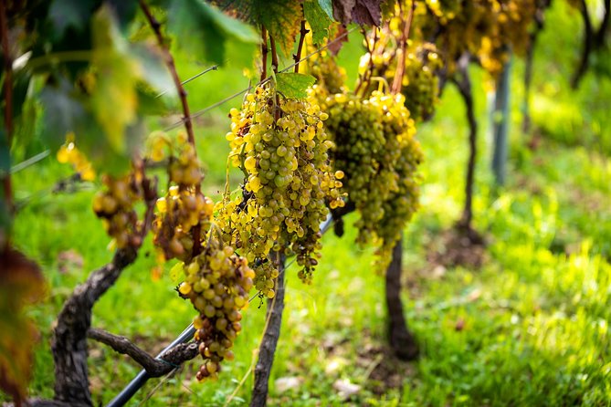 Olive farm & village - What You’ll Learn on the Farm (and Why It Feels Personal)