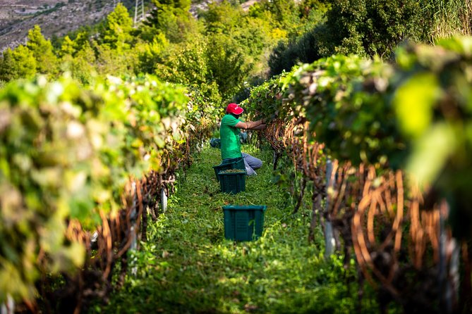 Olive farm & village - Why This Feels Different From a Typical Wine Day Trip