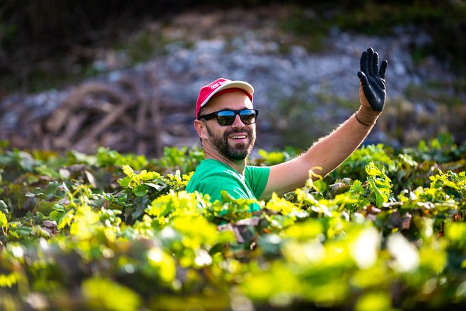 Olive farm & village - Price: Pickup, Tastings, and a Small Group for $84.10