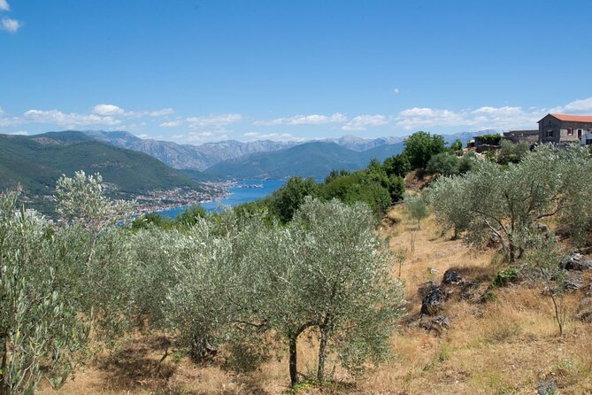 Olive oil farm to fork experience & short walking tour of Kotor - Key Highlights You’ll Remember