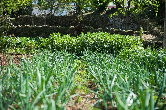 Olive oil farm to fork experience & short walking tour of Kotor - Learning the Nuances: Olive Oil Tasting That’s Not Just a Sip