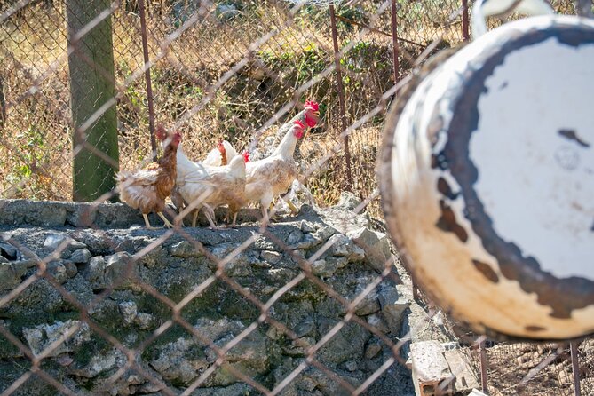 Olive oil farm to fork experience & short walking tour of Kotor - Price and What You’re Really Getting for $863.54 per Group