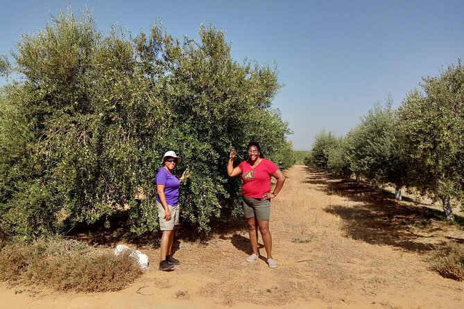 Olive Oil Farm Tour with Tasting from Seville - Key things that make this tour worth your time