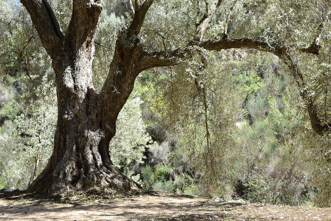 Olive Oil Farm Tour with Tasting from Seville - Getting to Basilippo Oleoturismo: pickup, van ride, and the real clock