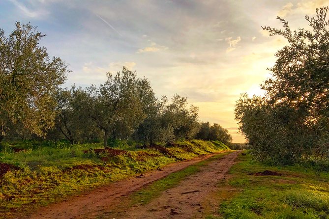 Olive Oil Farm Tour with Tasting from Seville - Inside the mill: museum context, pressing, and quality control