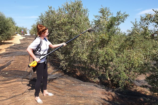 Olive Oil Farm Tour with Tasting from Seville - Who should book this olive oil farm tour (and who might not love it)