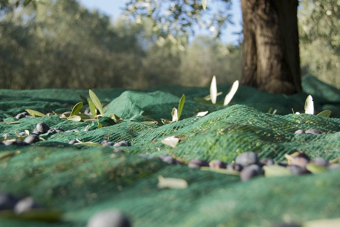 Olympia Shore Ex: Olympic site, Honey Farm & Olive Oil Tasting - Who This Shore Excursion Fits Best (and Who Might Prefer a Different Day)