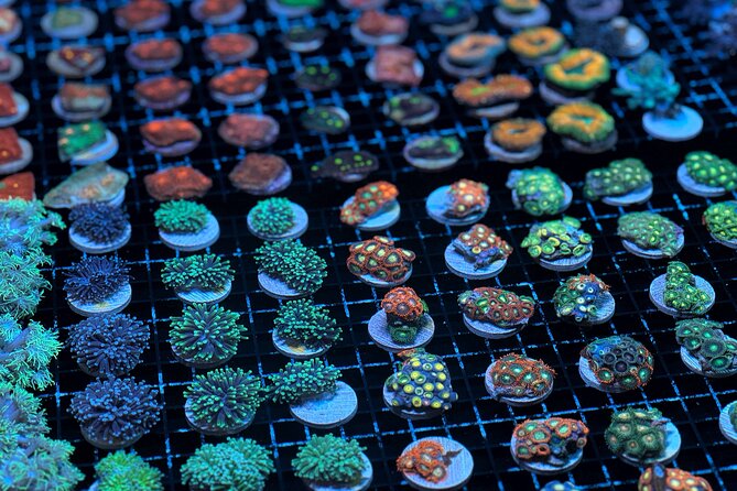 One Hour Coral Farm Tour, Discover Australia's Marine Life - The Monsoon Aquatics Setting: Reef Science in a Real-World Farm
