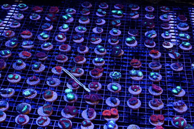 One Hour Coral Farm Tour, Discover Australia's Marine Life - Inside the Coral Farm: Tanks, Phone Photography, and the 200+ Species Factor