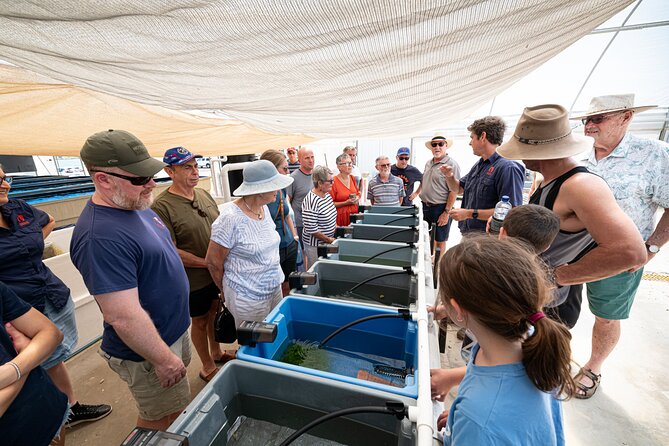 One Hour Coral Farm Tour, Discover Australia's Marine Life - The Live Part: Feeding and Propagation Demonstrations You Can Follow