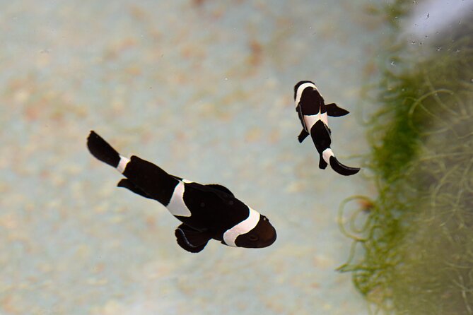 One Hour Coral Farm Tour, Discover Australia's Marine Life - Value Check: Is $22.95 Worth It for an Hour?