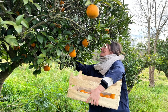 Organic Orange Picking & Jam Making with Farm-to-Table Lunch - Why This Orange-Grove Day Works So Well