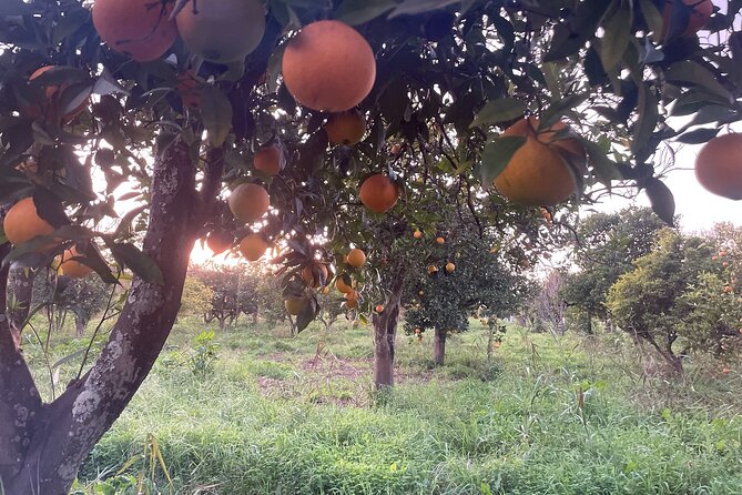 Organic Orange Picking & Jam Making with Farm-to-Table Lunch - Weather and Orange-Season Reality Check