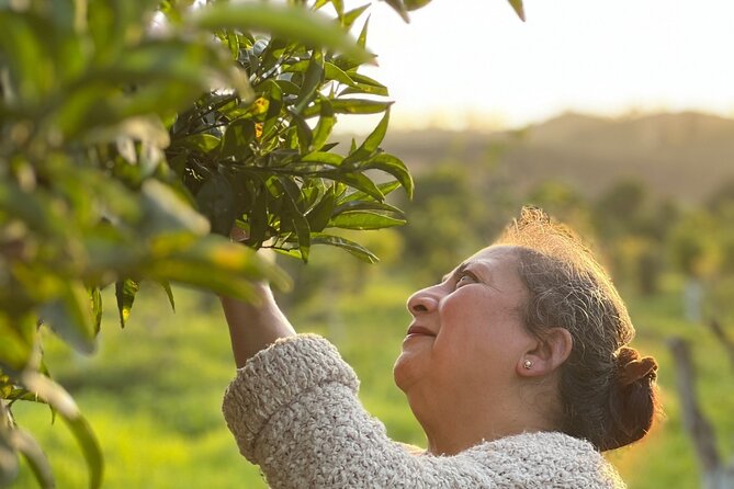 Organic Orange Picking & Jam Making with Farm-to-Table Lunch - Orange Jam and Marmalade Making in the Farmer’s Home