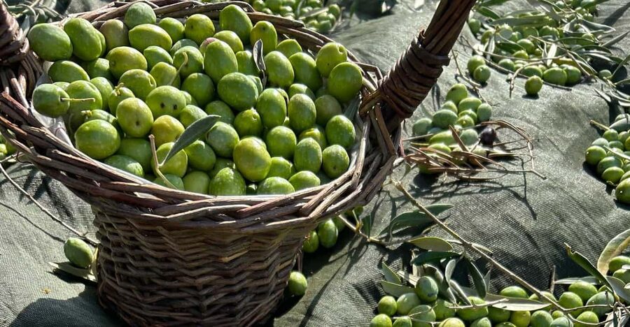 Oristano: visit a farm with oil tasting - Anna and Antonella’s tasting method: extra virgin vs. olive oil vs. lampante