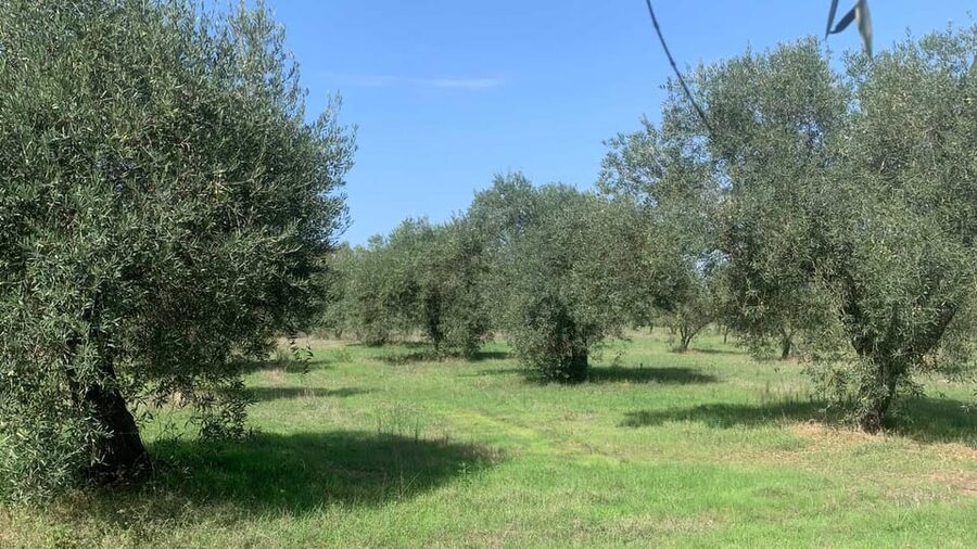 Oristano: visit a farm with oil tasting - A historic, certified-organic farm with Unioncamere recognition