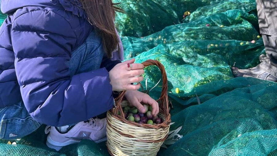 Oristano: visit a farm with oil tasting - Who should book this Oristano oil tasting—and who might prefer something else