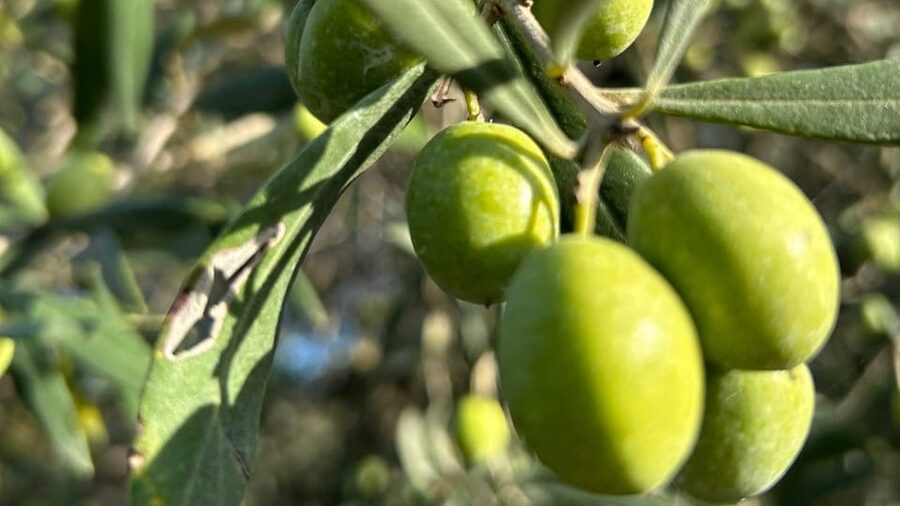 Oristano: visit a farm with oil tasting - From olive grove to pressing: how the farm makes its oil