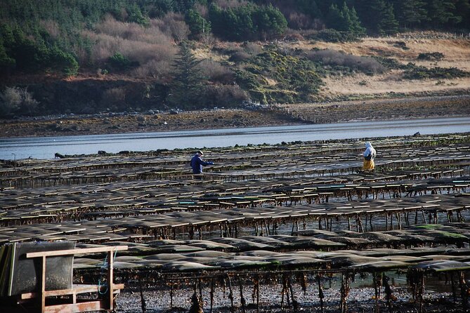 Oyster Farm and Tasting Experience - Getting to Dawros Beg: Start Time, What You’ll Notice Right Away