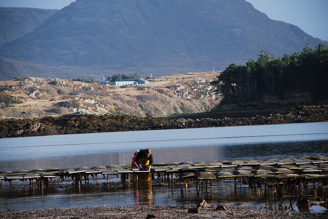 Oyster Farm and Tasting Experience - Price and Value: What $54.06 Really Covers