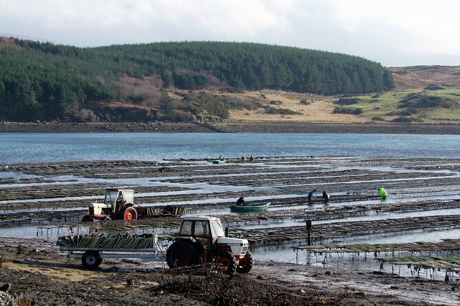 Oyster Farm and Tasting Experience - Who Should Book This Oyster Farm Tour (And Who Might Hesitate)