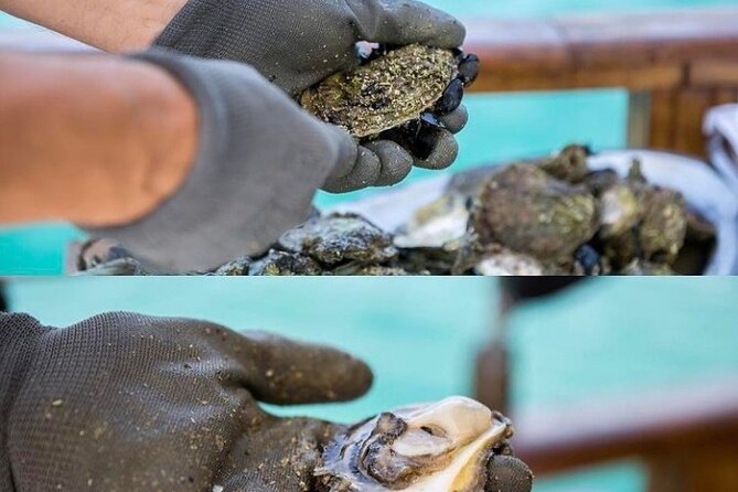 Oyster farm experience / Private day trip from Dubrovnik - Curlin Winery Wine Tasting in Ponikve Village: A Simple Pairing That Works
