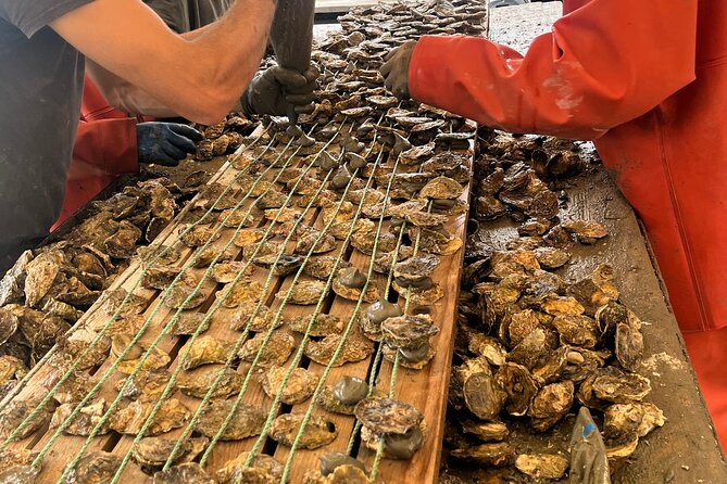 Oyster Farm, Ston and Winery Tour - Key highlights you should care about