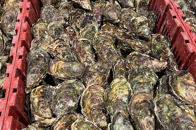 Oyster Farm, Ston and Winery Tour - Pelješac Peninsula and Ston: the value is in the pairings