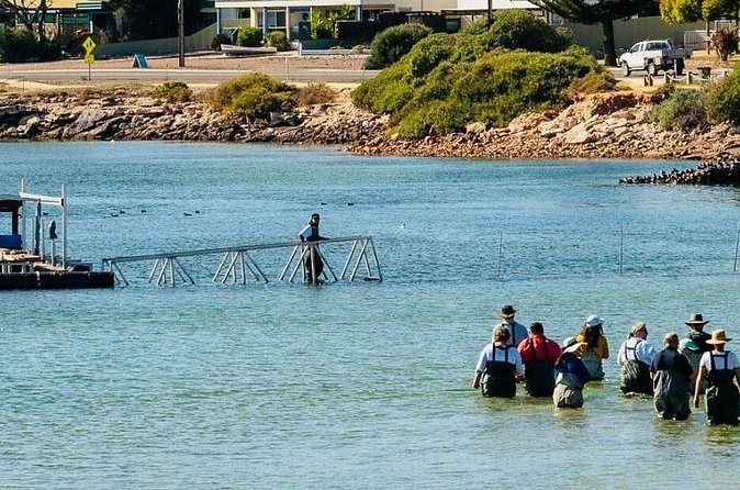 Oyster Farm Tour with Hotel Pick-up and return from Port Lincoln - Who should book this oyster farm tour