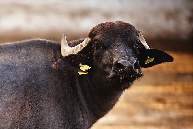 Paestum and Buffalo Farm Day Tour from Sorrento - Barlotti buffalo farm stop: mozzarella tasting and buffalo photos