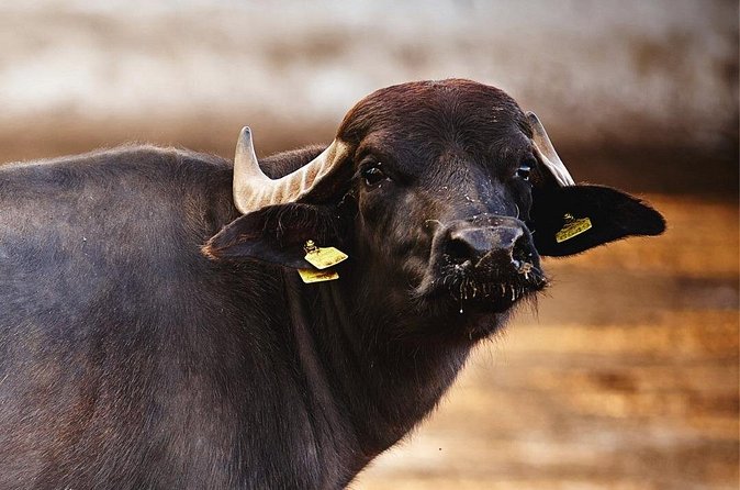 Paestum and Buffalo Farm Day Tour from Sorrento - What you should bring and how to prep