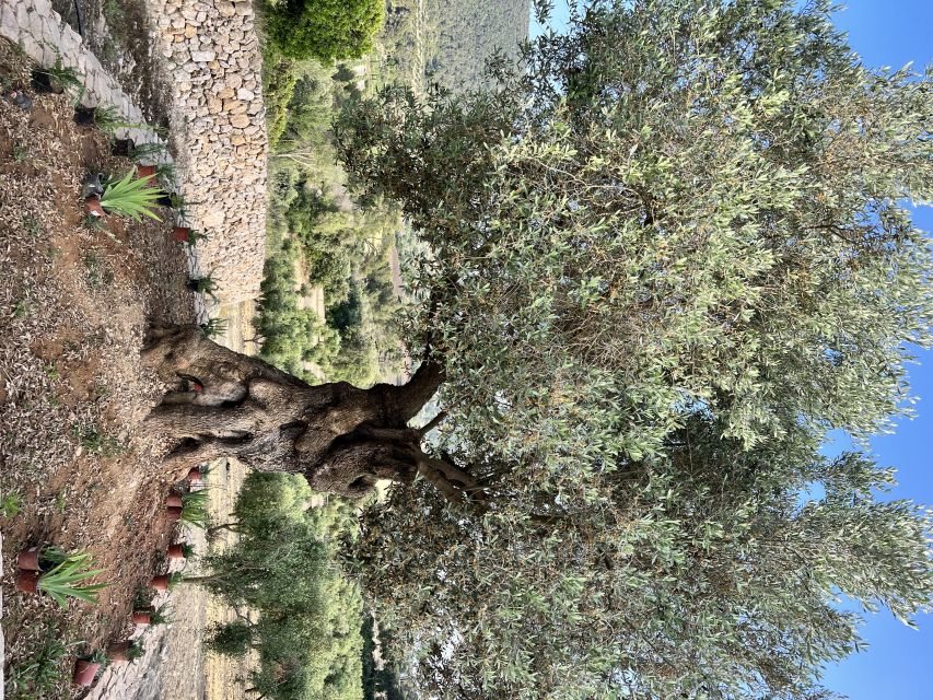 Palma: Orange Farm, Olive Mill, & Winery Tour with Tastings - Winery time: guided tour plus tasting three wines