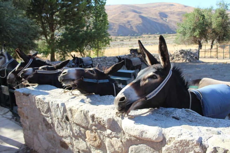 Paphos/Limassol: Donkey Farm Day Trip with Lunch & Tastings - Argonaftis Donkey Farm and the Open Museum of Farm Life