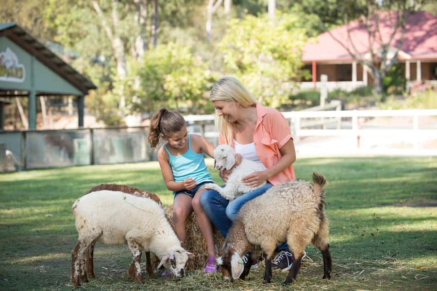 Paradise Country: Ultimate Aussie Farm Experience - Meerkats: The Cheeky Detour Kids Love