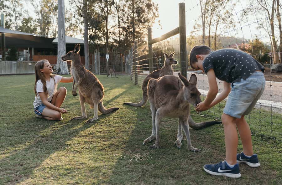Paradise Country: Ultimate Aussie Farm Experience - What Your $41 Admission Covers (and What It Doesn’t)