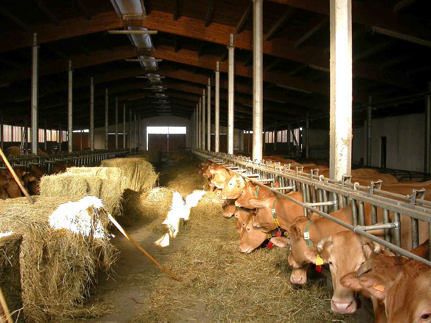 Parma: Parmigiano Reggiano Farm Tour & Tasting with Transfer - The Consorzio tests: hammering and the fire-branding ritual
