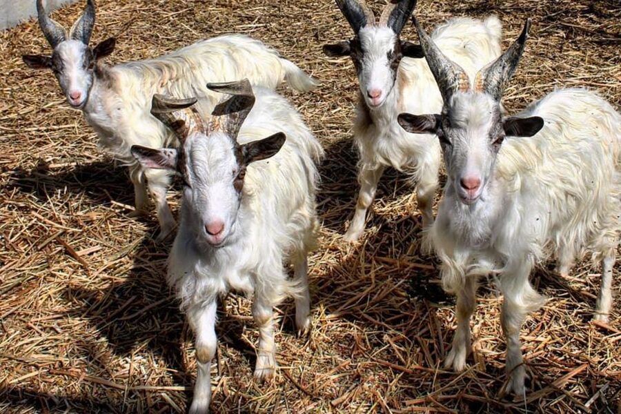 Partinico: Farm's Animals and Aromatic Garden Experience - Who Should Book This Farm Experience in Sicily?